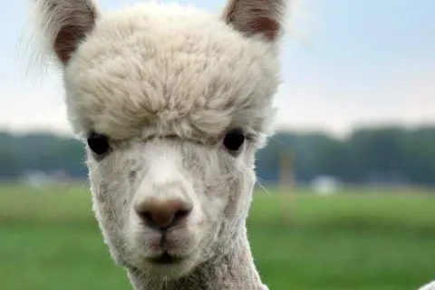 Bed and Breakfast In de Hei foto 14