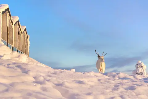 8 daagse excursiereis Passion for Lapland in Inari — foto 4