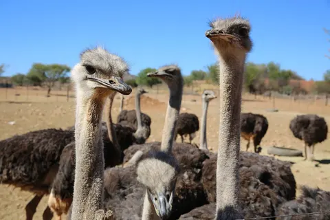 Het Beste van het Zuiden: Wijn- en Tuinroute in Pretoria — foto 7