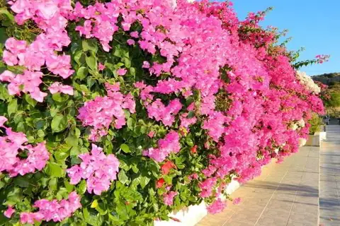 Telhinis Hotel in Faliraki — foto 9