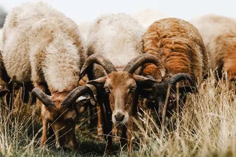 Hotel en Restaurant Wesseling foto 25