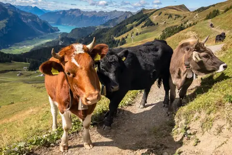 Ontdek Zwitserland in Birmensdorf (ZH) — foto 4
