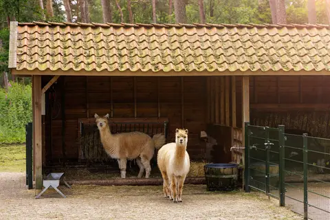 Center Parcs De Kempervennen in Westerhoven — foto 19