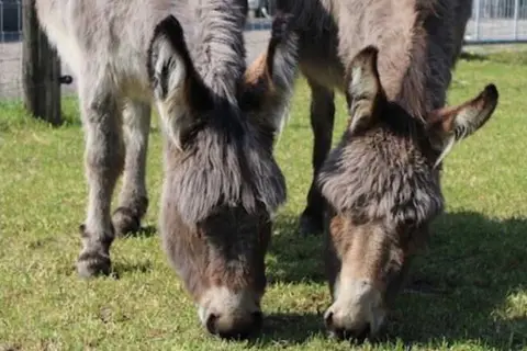 Vodatent Camping de Waterbuffelfarm in Oldemarkt — foto 6