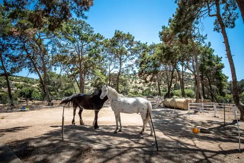 Aphrodite Hills Rentals in Κούκλια — foto 23
