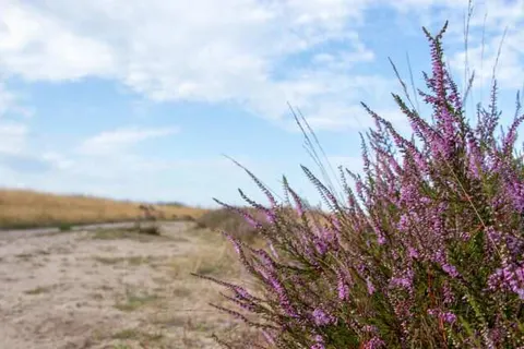 Heidepark Veluwschkarakter foto 9