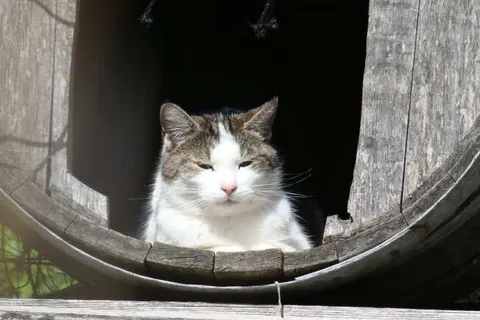 Vakantie-appartementen Crea-Trends foto 10