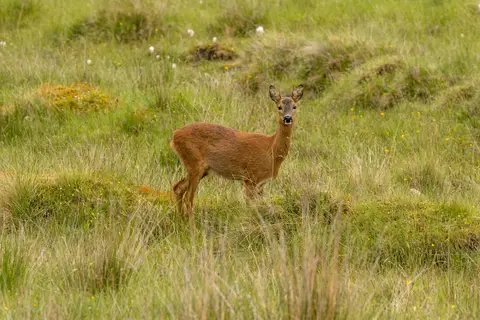 Schotse Hooglanden in Schotland, Hebriden en Shetland Eilanden, foto 15