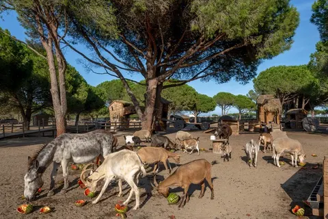 Camping Le Floride Et L Embouchure foto 10