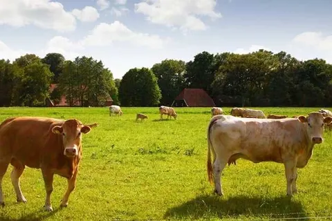 Bungalowpark Hoge Hexel foto 38