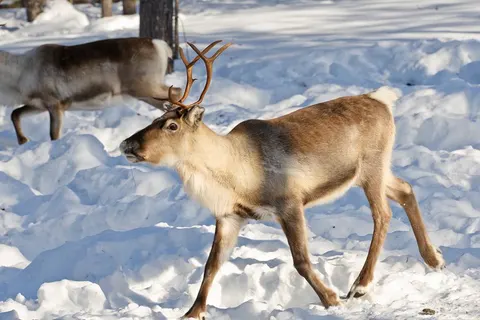 Levi Panorama & Chalets foto 3