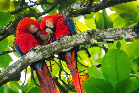 Costa Rica compleet foto 10