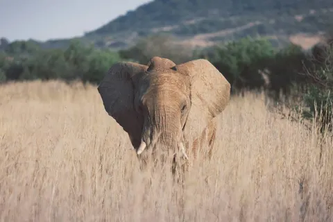 A Wildlife Adventure in South Africa foto 3