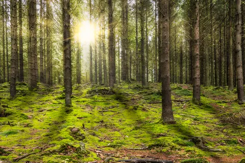 Golden Lakes Villages foto 20