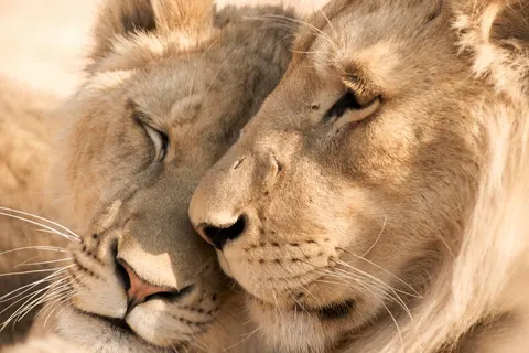 A Wildlife Adventure in South Africa foto 5