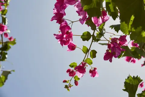 Mrs Armelina by Mr & Mrs White Hotels in Νάουσα — foto 14