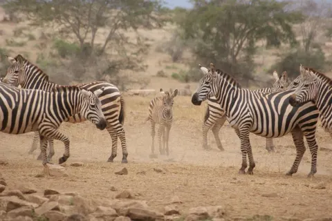 13 daagse safari Tsavo & Taita foto 4