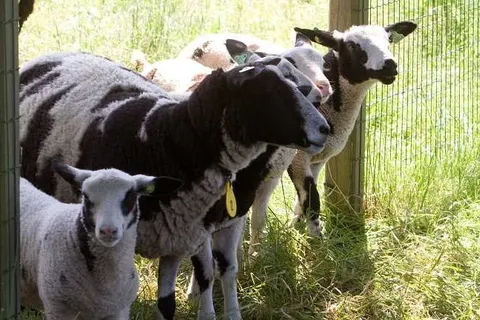 Bed and Breakfast Erve Fakkert foto 10