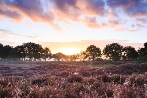 Bilderberg Residence Groot Heideborgh foto 17