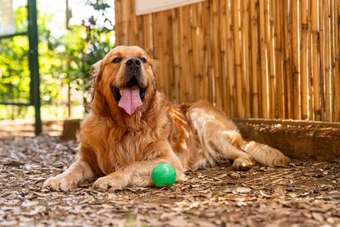 Camping Stella Del Mare foto 24