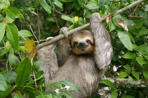 Startpakket Suriname Paramaribo in Distrikt Paramaribo