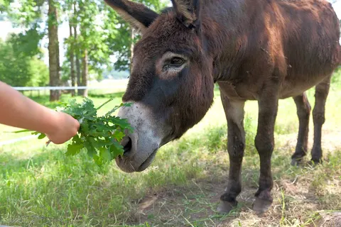 Camping Le Caussanel foto 13