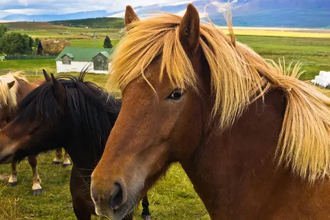 IJsland in vogelvlucht foto 17