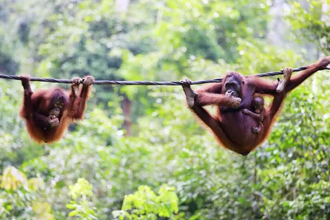 The Ultimate Borneo Experience foto 1