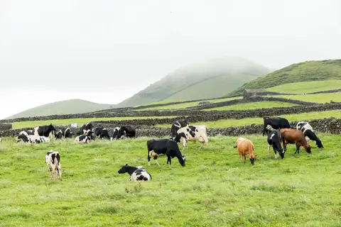 Ontdek São Miguel vanuit Ponta Delgada in Ponta Delgada, foto 7