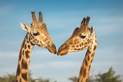 Geheime Schatten van Tanzania in Tanzania
