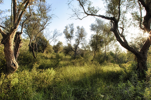 Olival de Sao Filipe foto 8