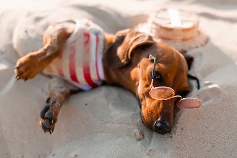 Europa Camping Village Elba foto 10