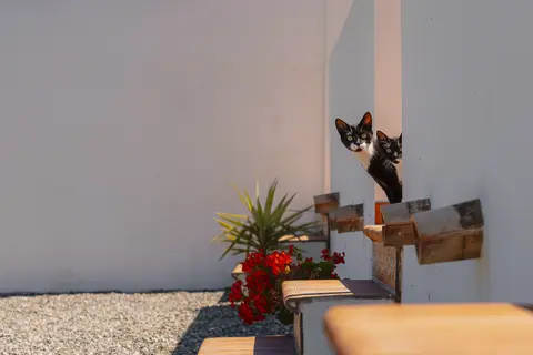 Hija de las Flores in Casarabonela — foto 14