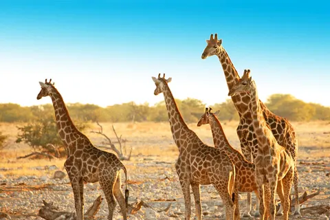 Discover Spectacular Namibia foto 5