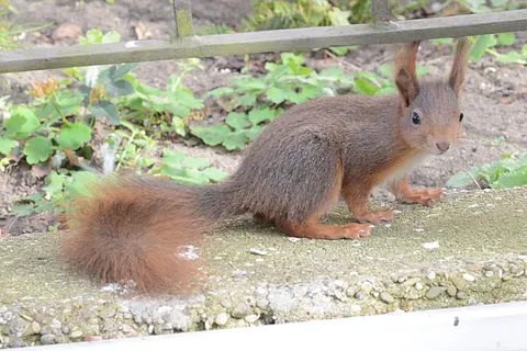 Hotel Best Western Plus Schwarzwald Residenz foto 43