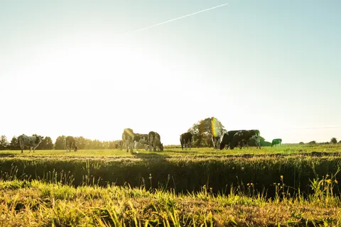 Camping De Toffe Peer foto 20