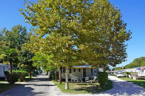 Butterfly Happy Camp foto 4