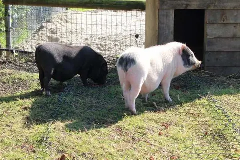 Camping de Stal foto 4