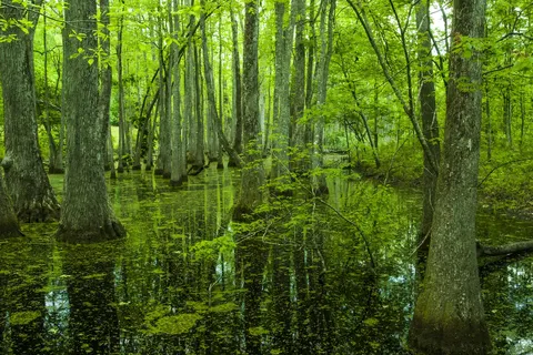 Jazzy Jambalaya Adventure foto 14