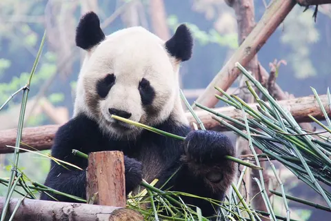 Two weeks in China by train foto 2