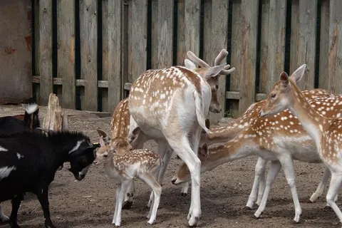 Camping De Krabbeplaat foto 13