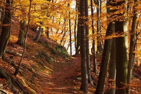 Hotel Mein Bergblick foto 31