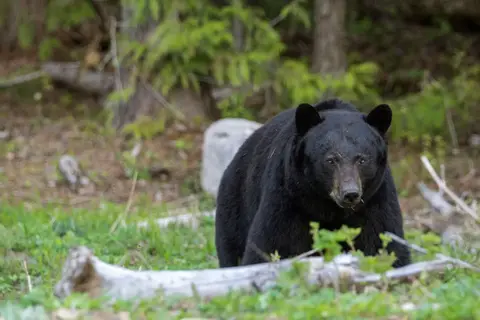 Whales, Bears and Vancouver Island in Ottawa — foto 7