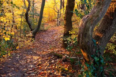 Vakantiepark Schoorlse Duinen foto 12