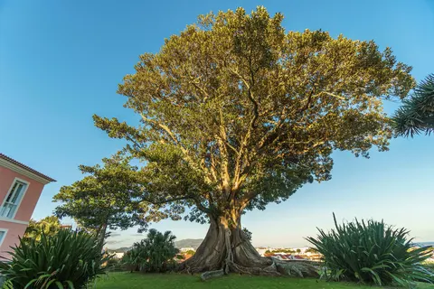 Solar dos Cantos Botanic House and Garden in Ponta Delgada — foto 11