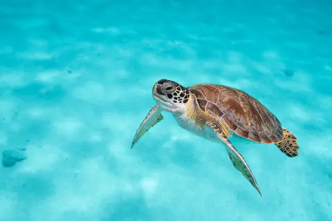 Fly & Go Van der Valk Plaza Royal Residence Bonaire in Kralendijk, foto 40