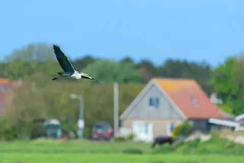 Skylgerduin in Midsland — foto 8