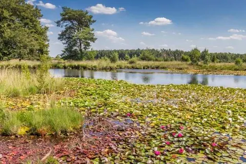 Vakantiepark De Toffe Peer foto 21