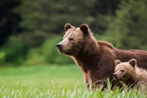 The Natural Wonders of Western Canada foto 6