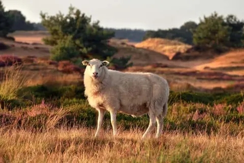 Landhotel Diever foto 34